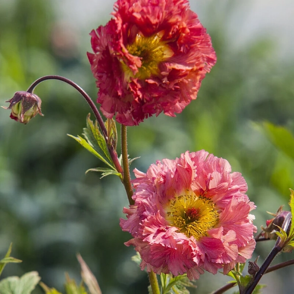 Kuklik 'Bohema Pink' – sadzonka